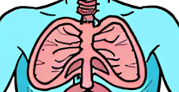 illustration of human lungs